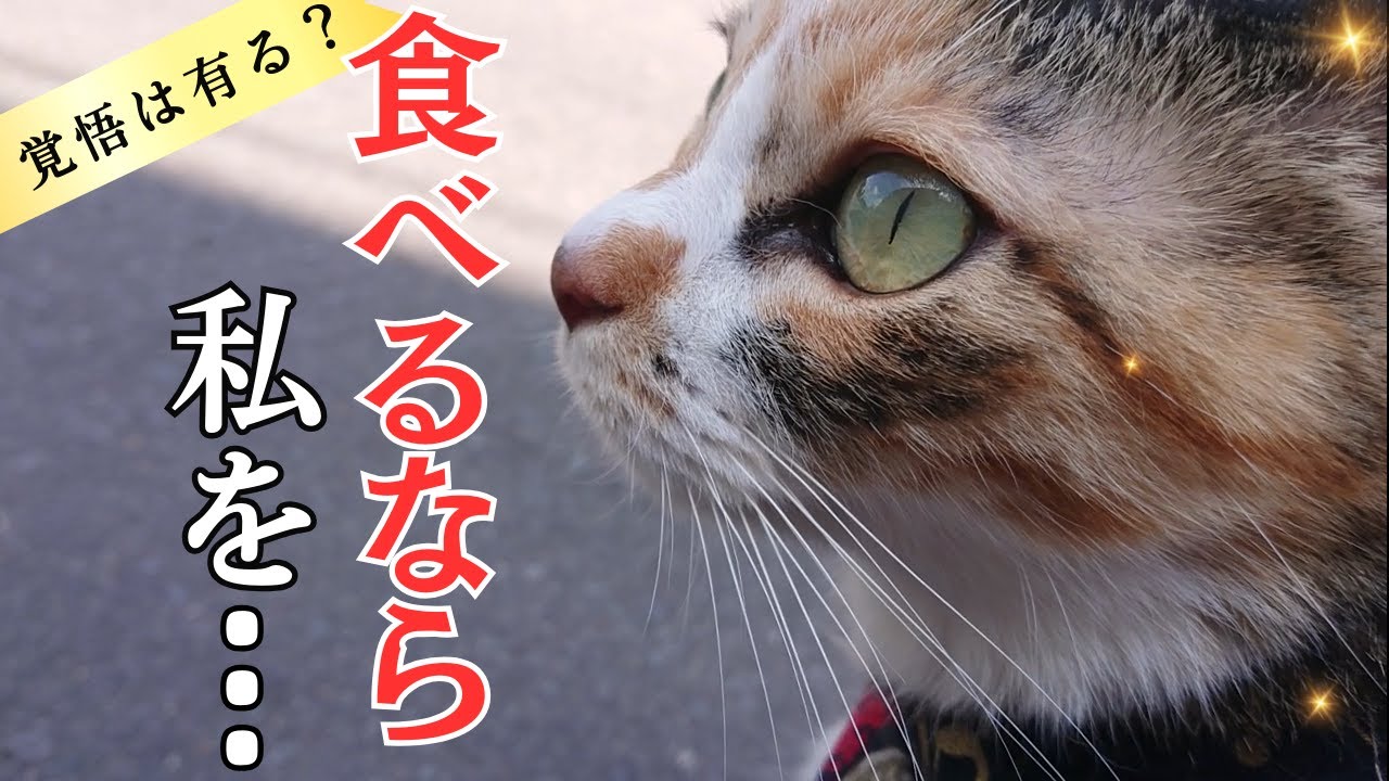 親からはぐれた野良の子猫を保護しようしたら現れた、猫を捕食する恐ろしい奴！