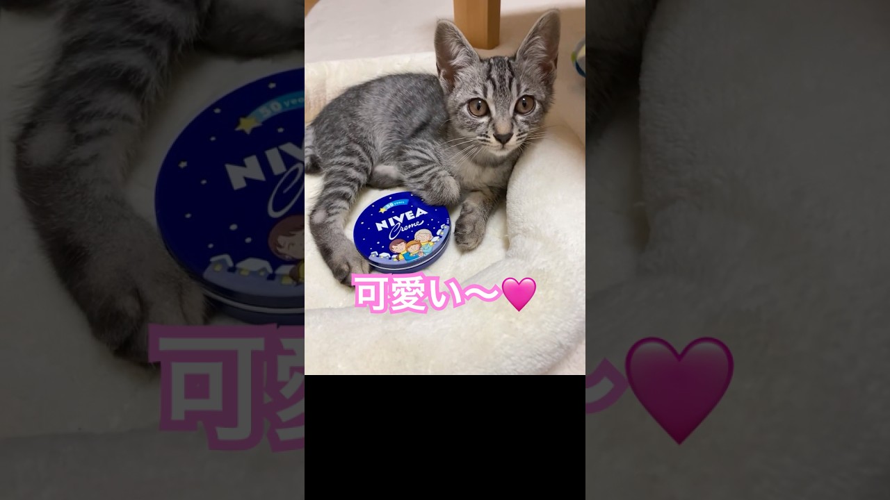 今日はめっちゃ可愛い🩷ってママが言う【幸のスズ】#shorts  #かわいい子猫  #保護猫  #スズ  #kitten