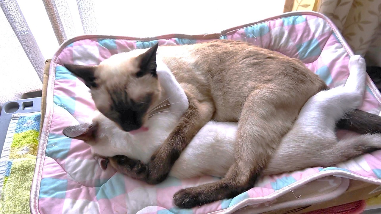 新入子猫を両手で抱きしめて可愛がる先住猫だったが急に喧嘩に🤭