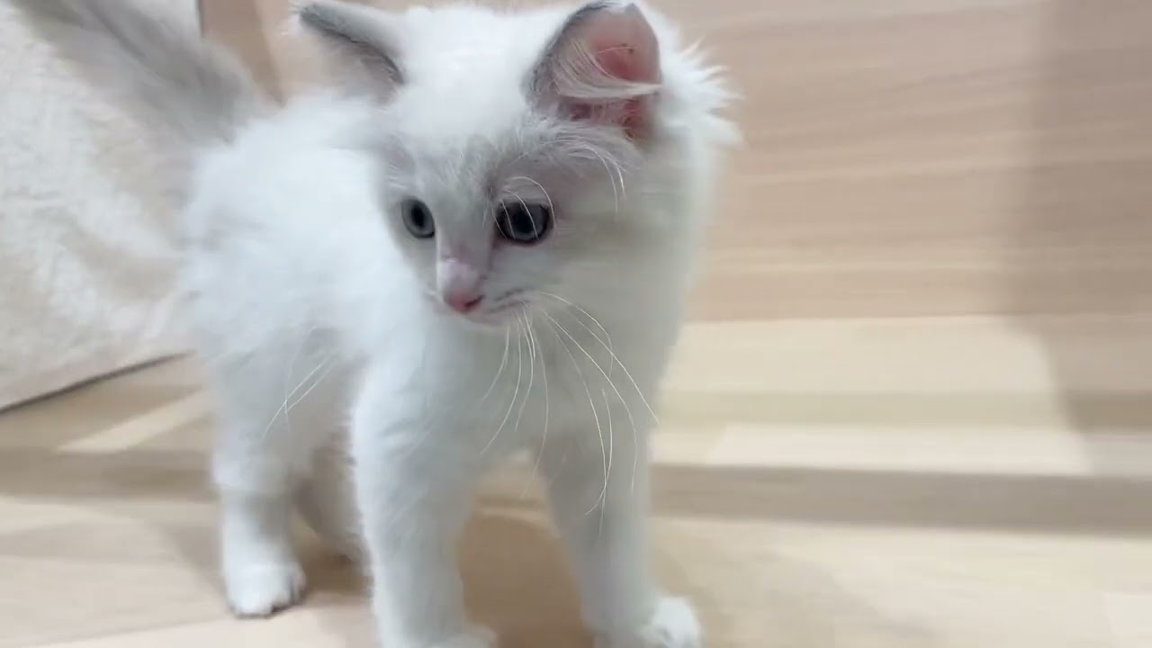 🐾大人気🐾童顔ベビーフェイスで愛らしいラグドールの女の子【パピードリーム】