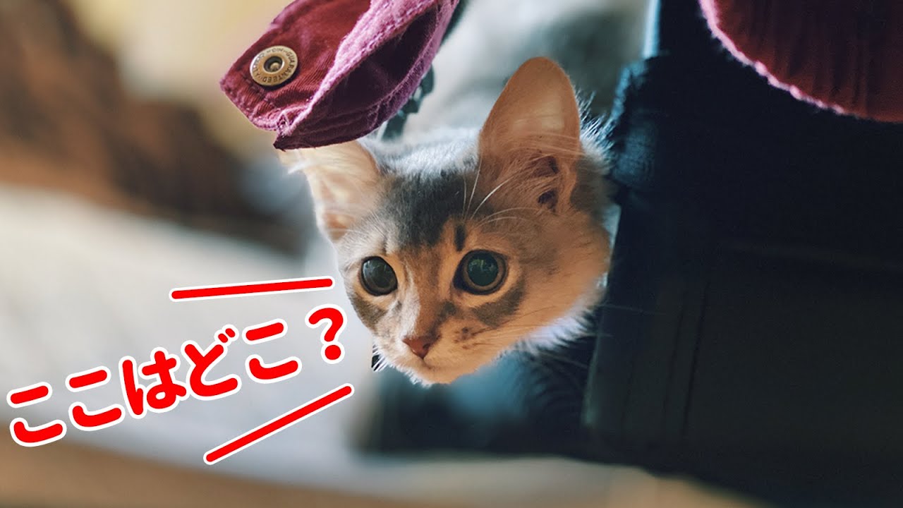 生後２ヶ月半のソマリの子猫が初めて我が家にやってきた【ソマリ】
