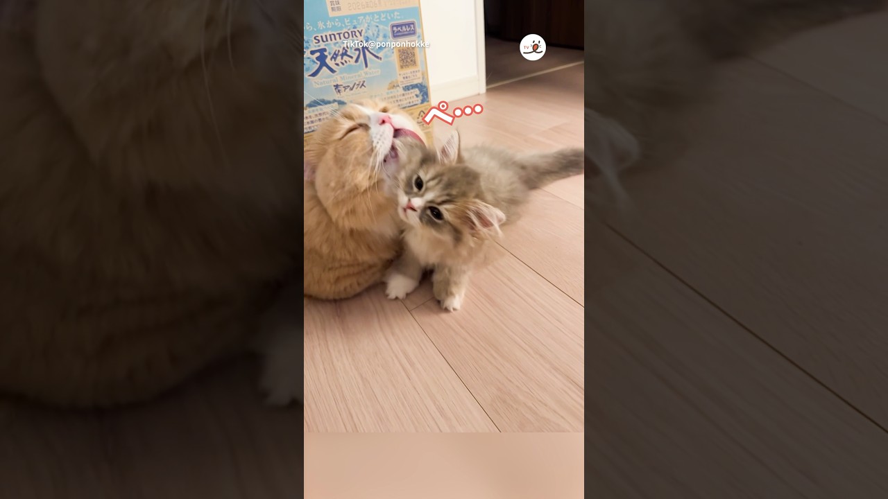 持っていかれる子猫｜PECO #子猫 #ミヌエット #マンチカン #子猫のいる生活 #kitten #minuet #munchkin #kittenlife #rescuedkitten