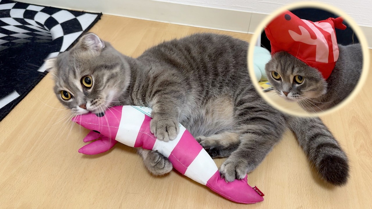 エビが大好きな猫にピッタリのプレゼントをしたらこうなりました笑