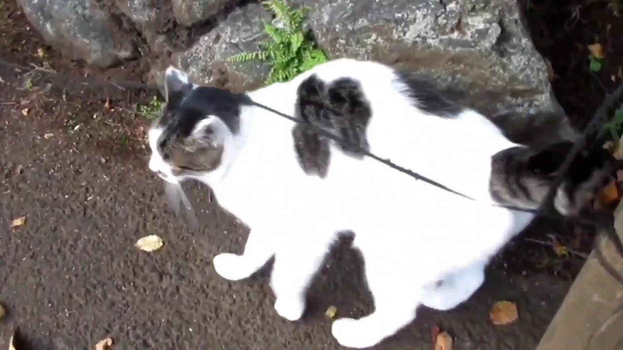[野良猫ショート]紐にスリスリしちゃうキジ白猫が可愛すぎる！[straycat]The cat that slips on the string is cute!