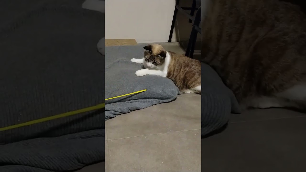 【野良猫から家猫へ】ぽい　シャム猫ミックス #cat #ねこ #野良猫 #猫のいる暮らし