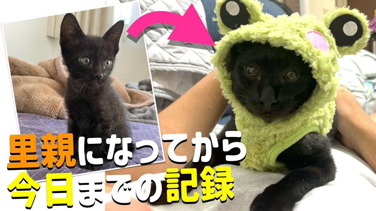 去勢する事になった元保護猫の子猫がきてから今日までの成長記録【#多頭飼い】