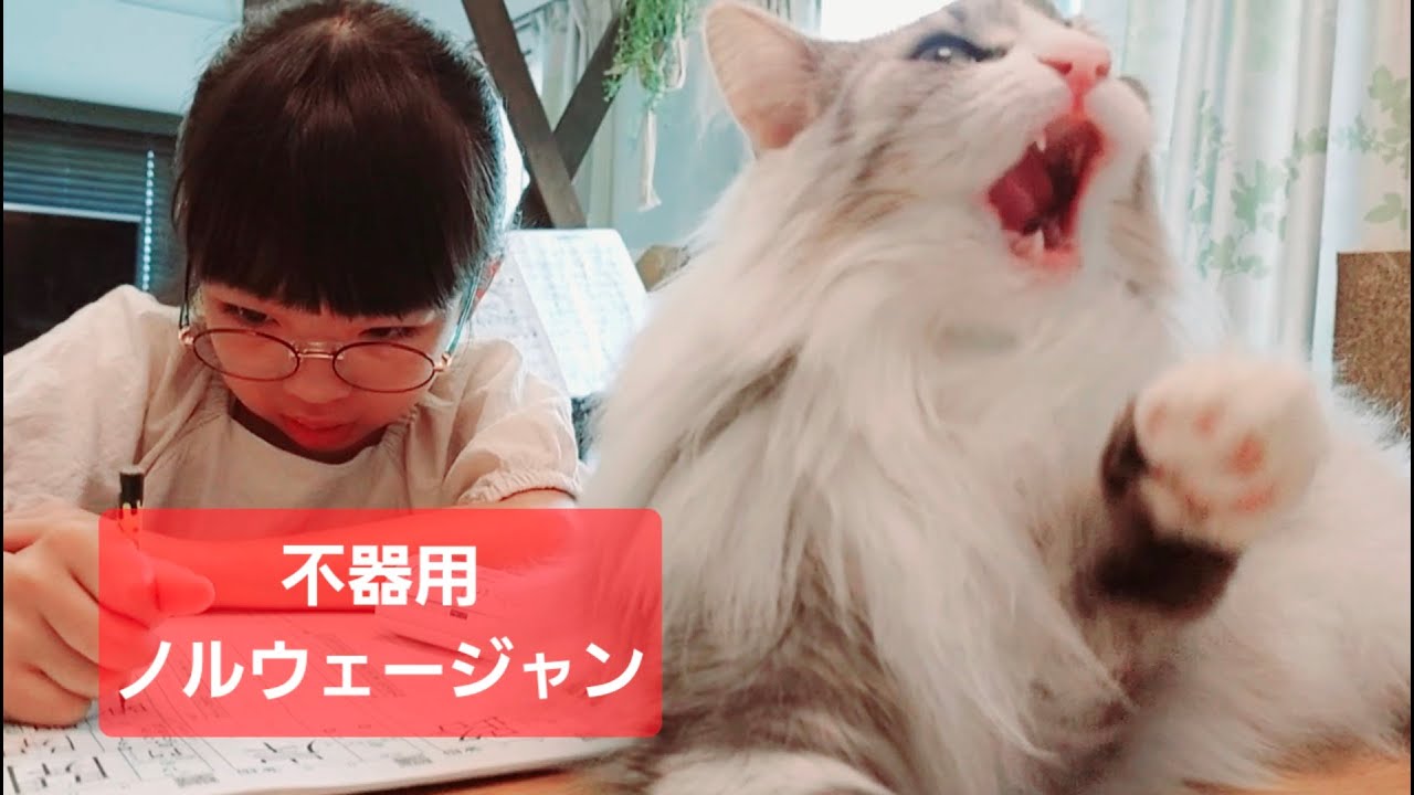 不器用すぎて顔を洗えているのか限りなく怪しいノルウェージャン　#マニ #ノルウェージャンフォレストキャット #rien_cats