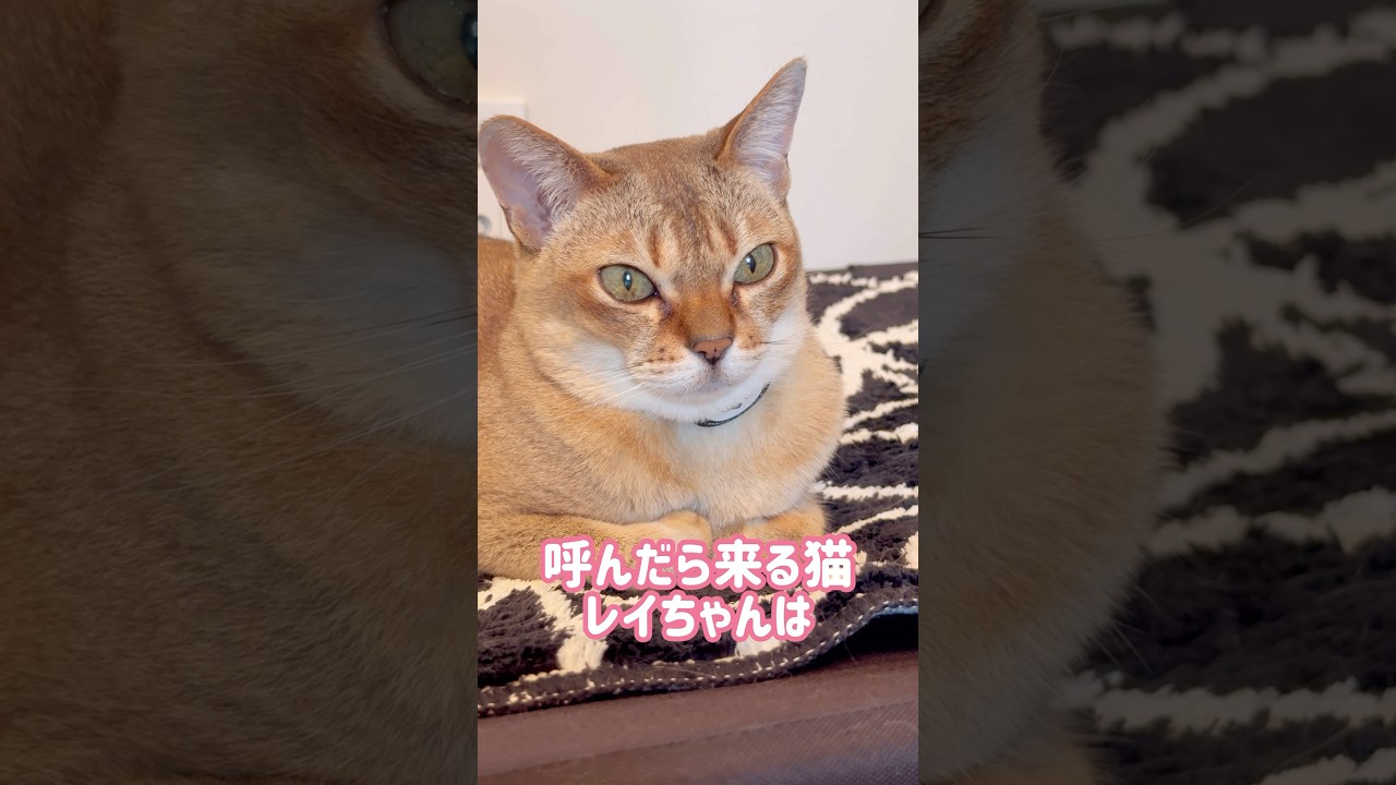 パソコンの前に陣取るレイちゃん #シンガプーラ #cat #shorts