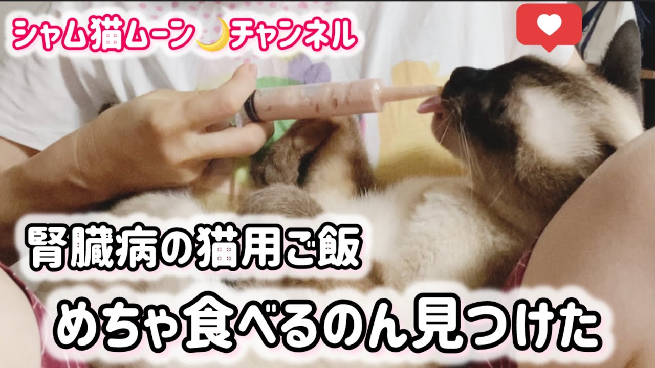 シャム猫ムーン🌙チャンネル・腎臓病の猫用ご飯・めっちゃ食べるのん見つけた