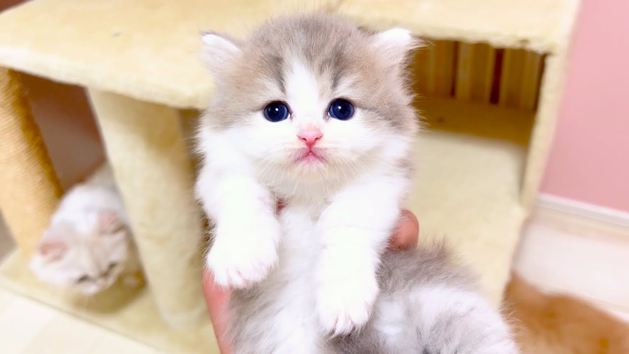 【マンチカンの子猫】子猫の固まった姿も可愛い件 ～猫のいる生活Vol.1021～出産動画 マンチカン短足・ミヌエット・ペルシャ猫専門ブリーダー『ペット蔵人』【子猫の成長記録】