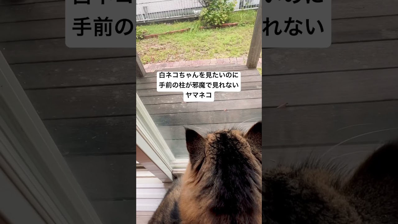 久々にお友達きて興味津々#猫 #サイベリアン #野良猫