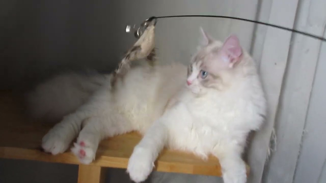 ラグドール ☆フワフワ☆白くて可愛いブルーリンクス☆青い目の男の子