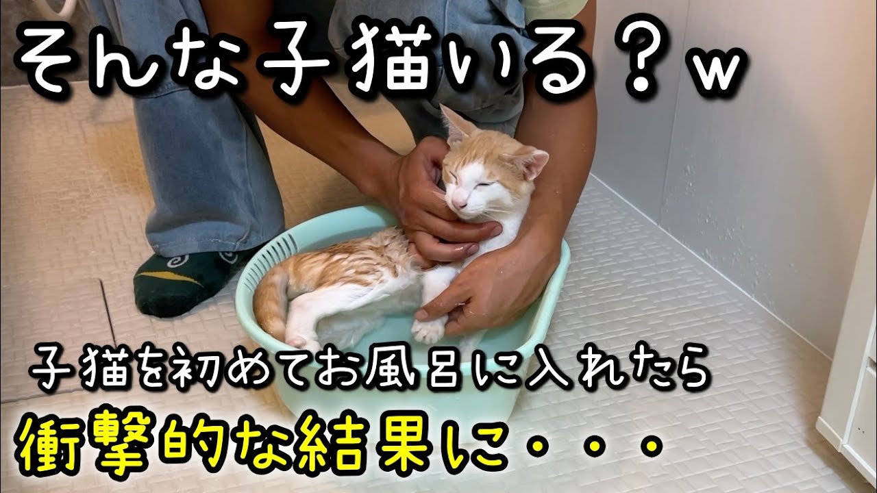 子猫を初めてお風呂に入れた結果が衝撃的でした笑