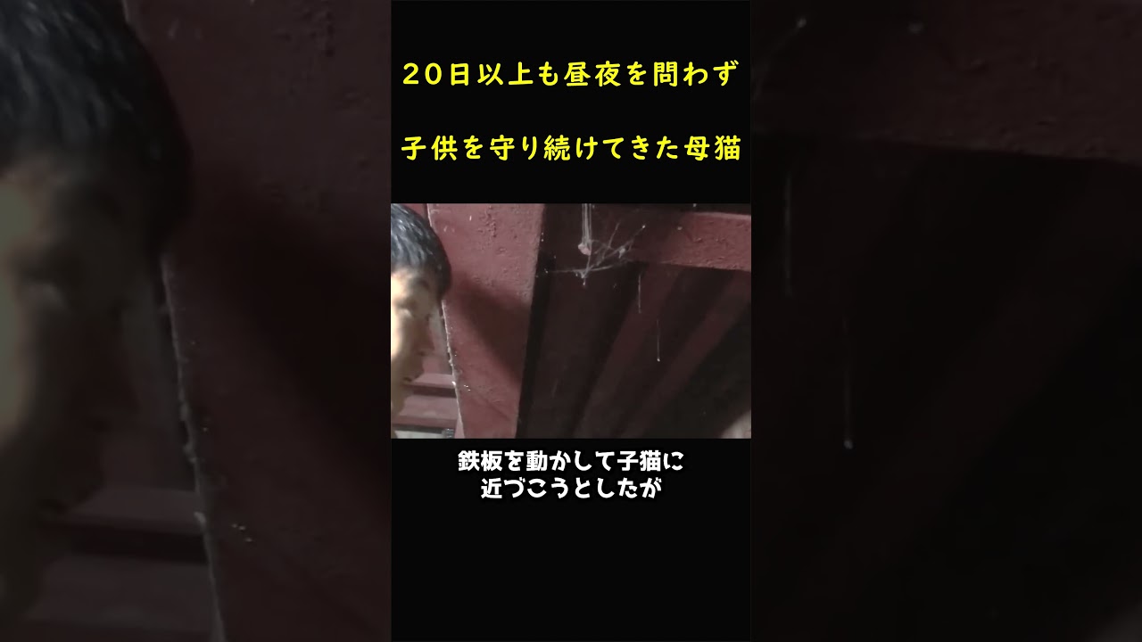 昼夜を問わず、我が子を見守り続けた母猫！