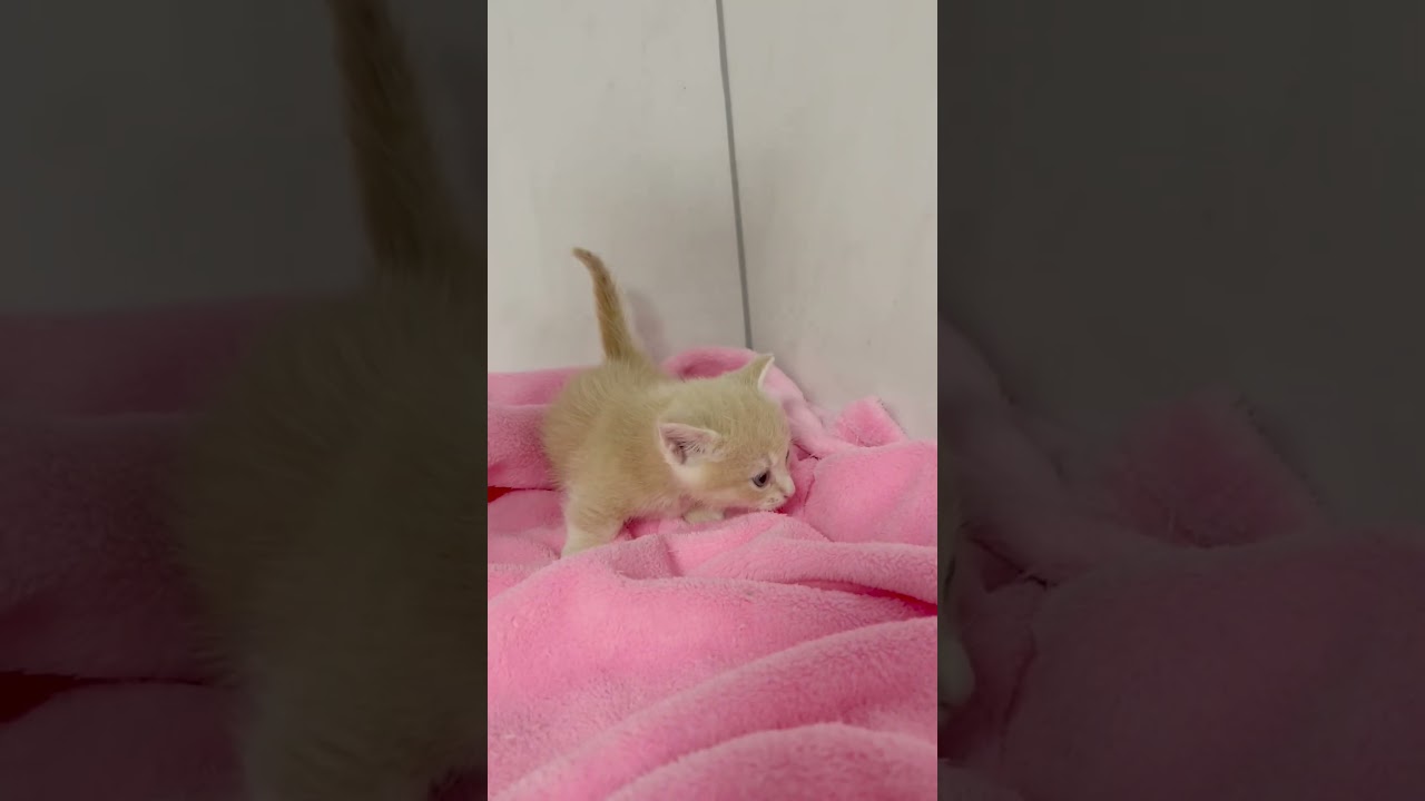 マンチカン短足男の子🩷 【お問合せ詳細は説明欄に記載あります】 #スクーカム #ブリーダー直販 #マンチカン #ミヌエット #ラパーマ #子猫 #子猫販売 #猫 #猫のいる暮らし #猫動画