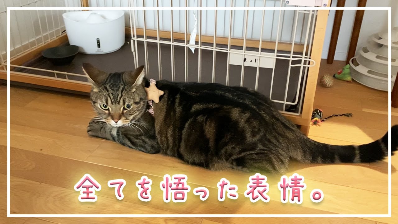 【ほっけ】自分もお出かけすることに気付いた時の猫の表情が面白い【アメショ】