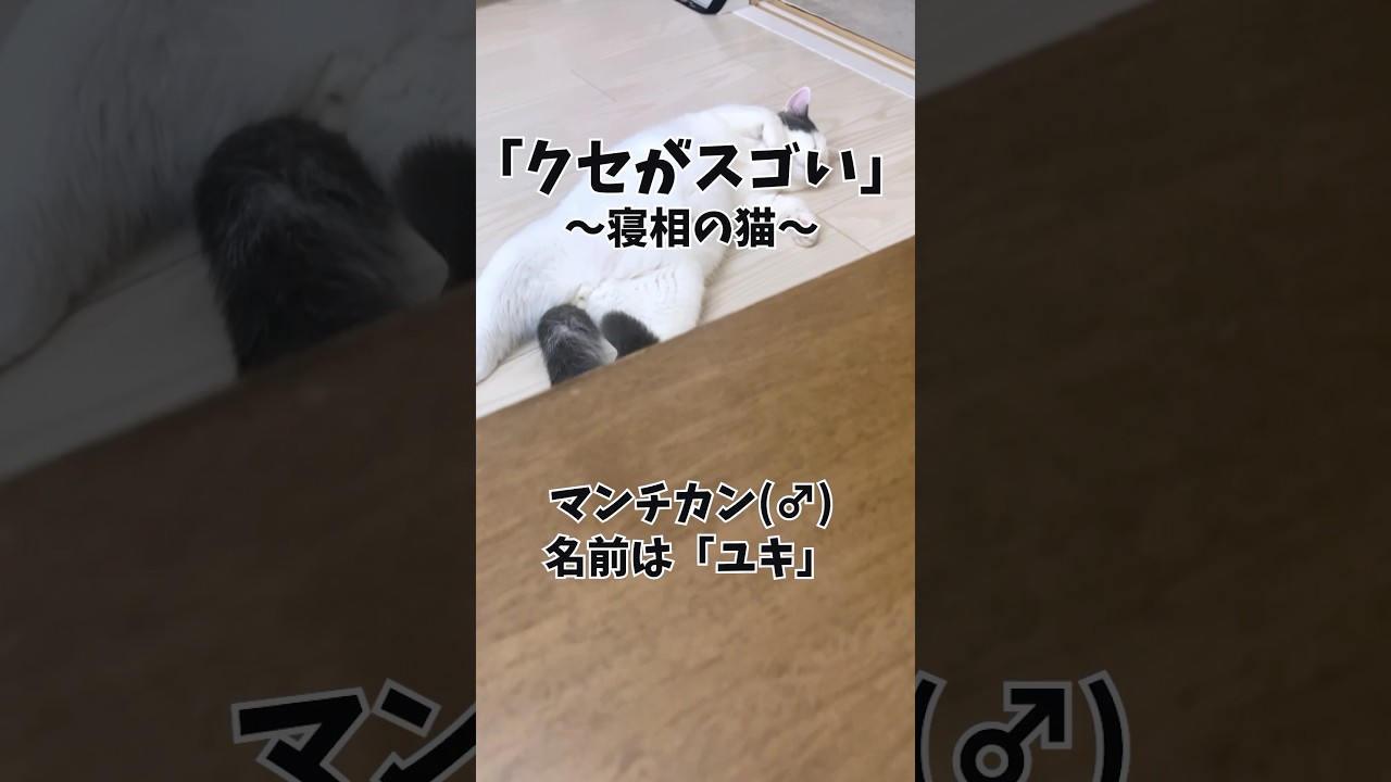 「クセがスゴい」寝相の猫(72) #cat #kitten #ねこ #shorts