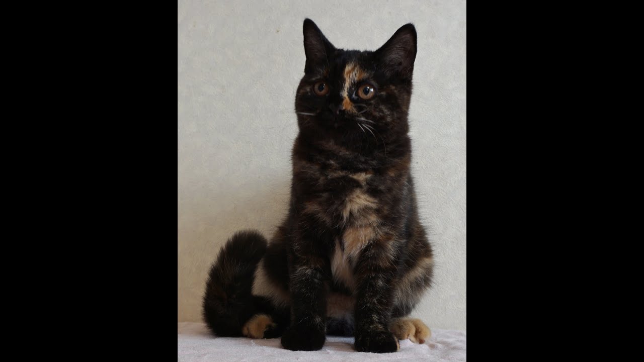 ブリティッシュショートヘアー子猫　British Shorthair　2024.5.17産まれ　トーティーシェル　錆び猫　女の子　シーダキャット猫のお店