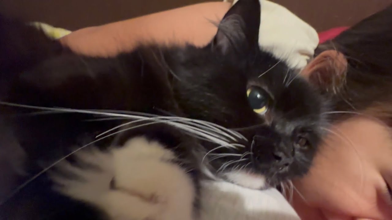 子供と猫団子になって眠る猫　ラガマフィンA cat sleeping on top of a person. Ragamuffin