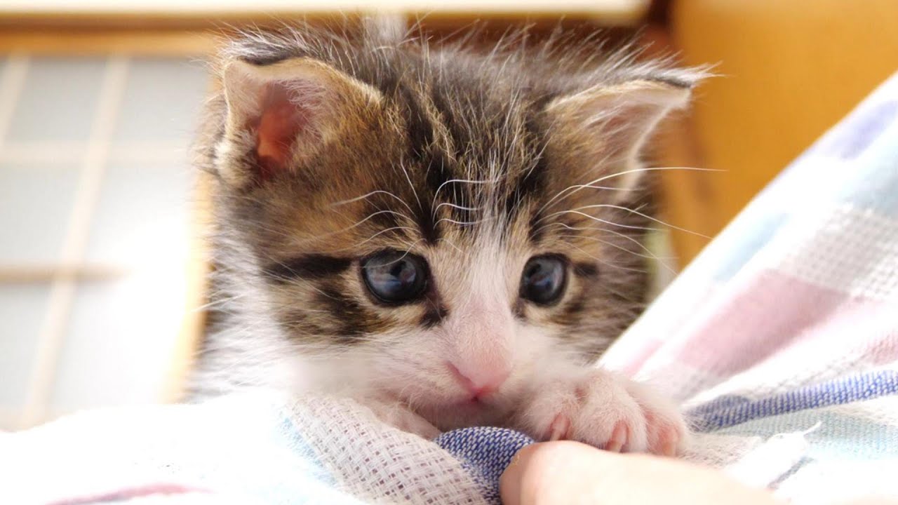子猫達は久しぶりのミルクにテンションあがりまくりでした【赤ちゃん猫　保護猫】