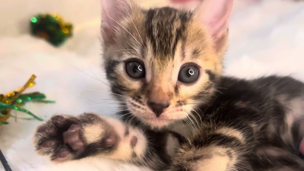 生後5週間のマーブルベンガルの子猫 Bengal Kitten Ma-Girl【AngelRoseBengals】2024/8/16生メス