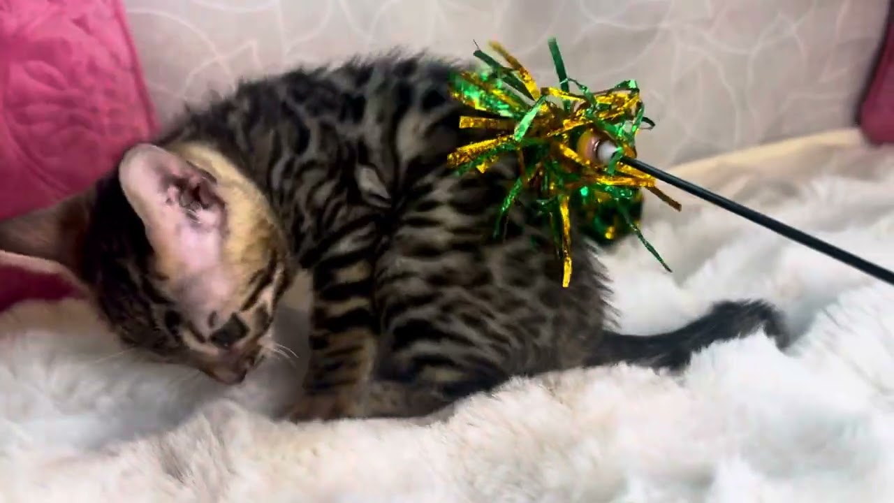 生後8週間のベンガルの子猫 Bengal Kitten yn-Girl【AngelRoseBengals】2024/7/31生メス