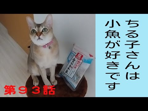 シンガプーラのちる子さんは小魚が好きな肉食系女子です