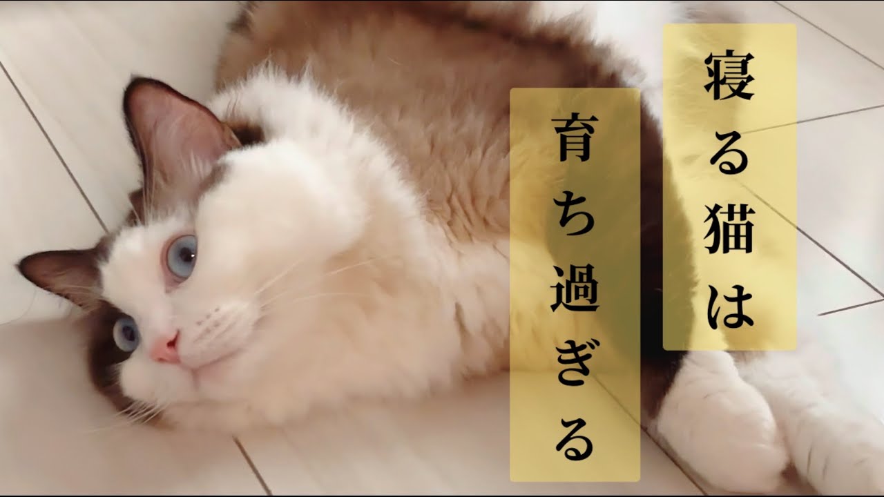 【猫とオヤジの関係】オヤジを総無視する猫が気持ち良すぎる😈