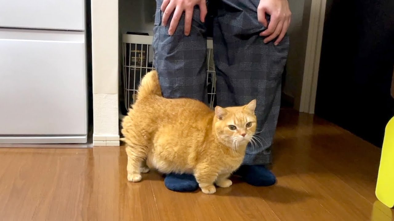 プリンのお出迎えの順番待ちをする飼い主と弟猫