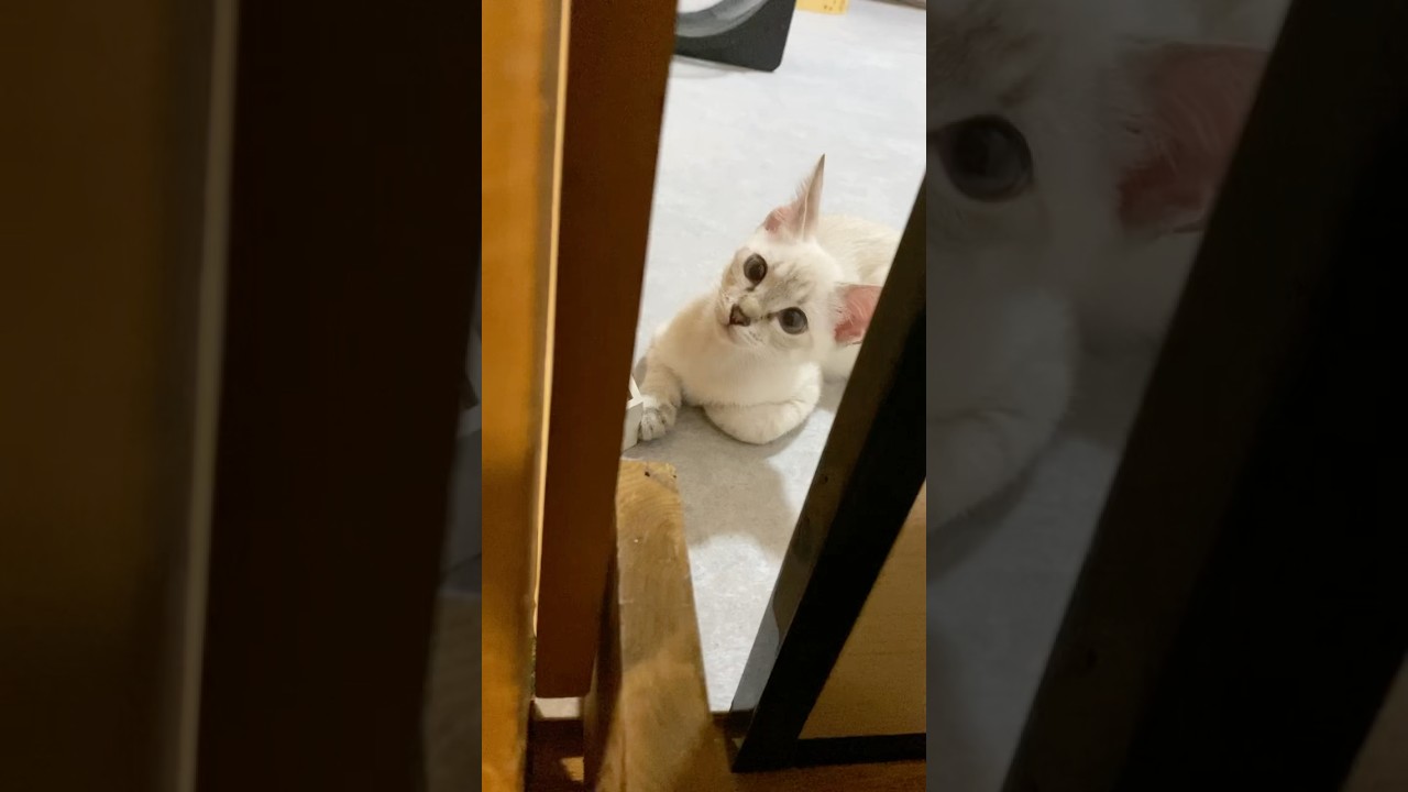 大人しい猫　#元保護猫　#シャムトラ　#シャムミックス　#cat #猫耳 #kitten #シャムmix  #子猫 #猫耳