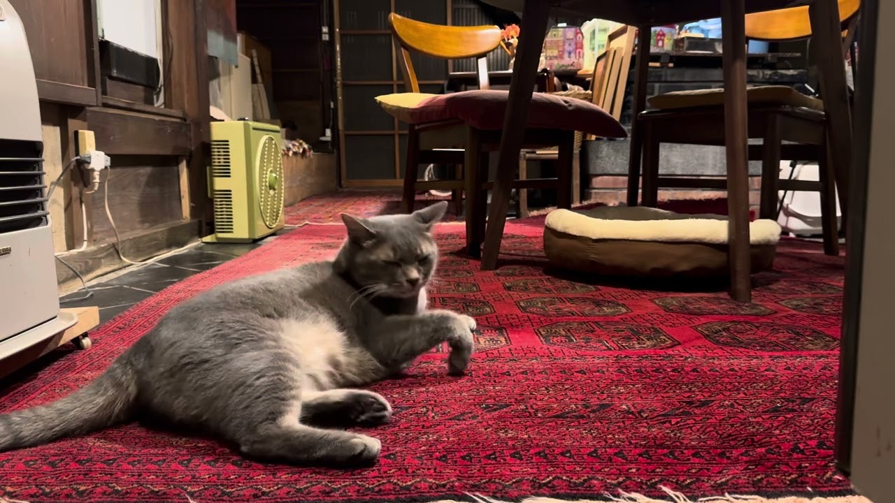 肌寒い夜..  土間の丸いベッドに入り直ぐに起きて来て..  おばあちゃんが洗い物をはじめると..  暫くしてスマホにスリスリしてカン高い声で怒り始める猫・・・