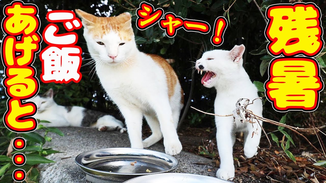 残暑 シャーシャー猫たちにご飯をあげたら・・・ さくらねこたちへの給餌 癒され野良猫動画 感動猫動画