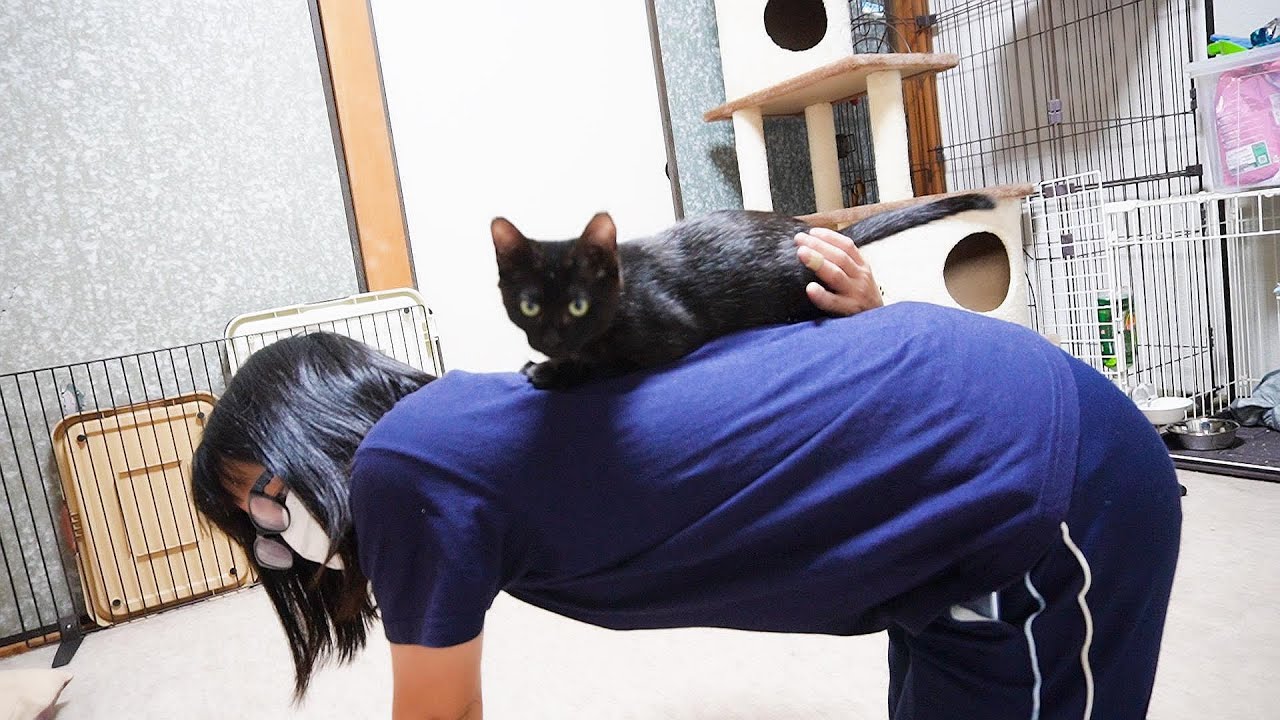 いつもくっついていたい子猫！