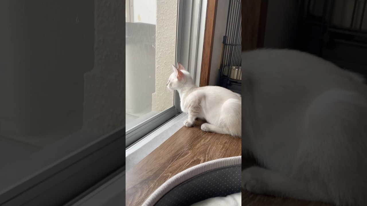 お外ウォッチ！　#元保護猫　#シャムトラ　#シャムミックス　#cat #猫耳 #kitten #シャムmix  #子猫 #猫耳