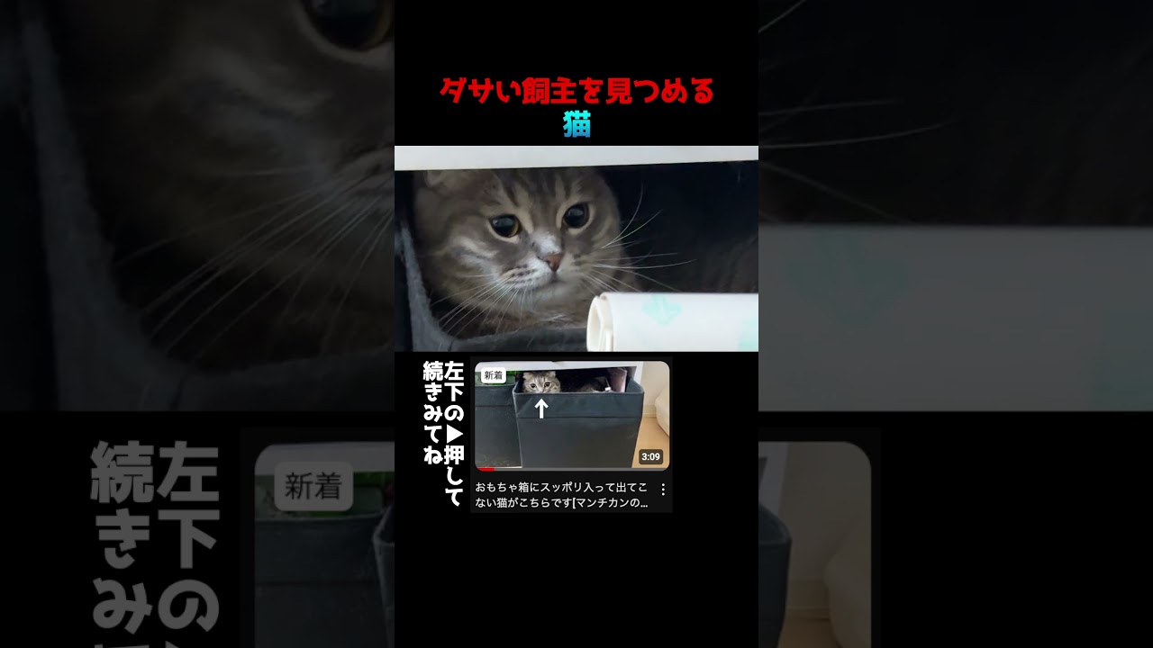 飼主のダサい失敗を見つめる猫　#マンチカン