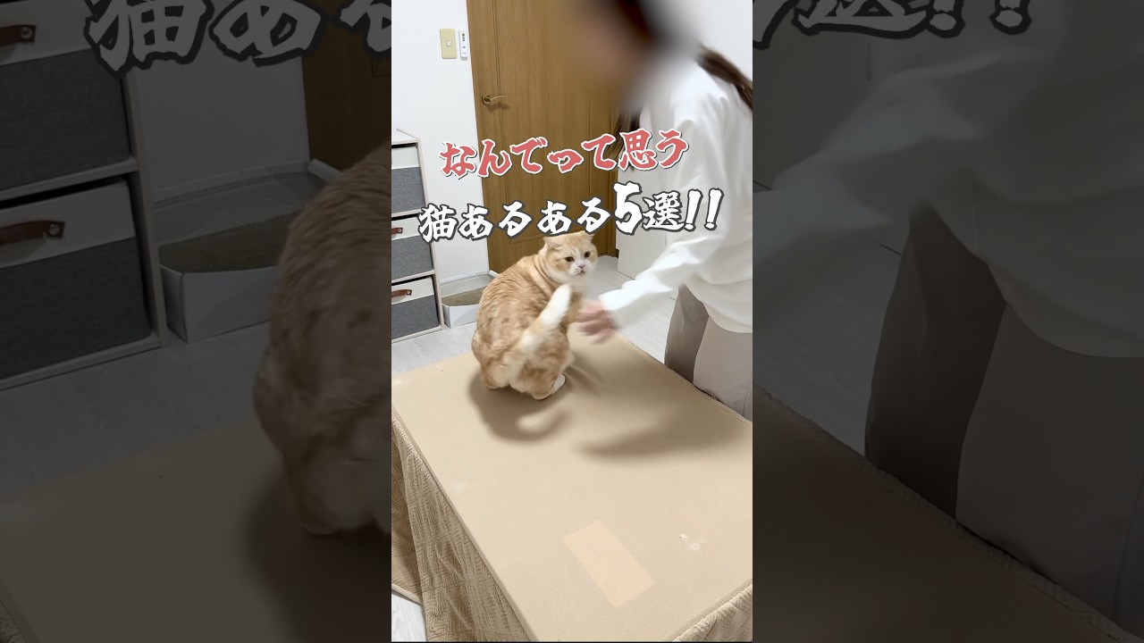 #cat #猫 #猫動画 #猫好きさんと繋がりたい #ねこ #スコティッシュフォールド #猫のいる暮らし #かわいい猫 #猫あるある #ねこの動画