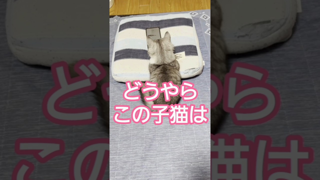 この子猫はどうやら‥‥