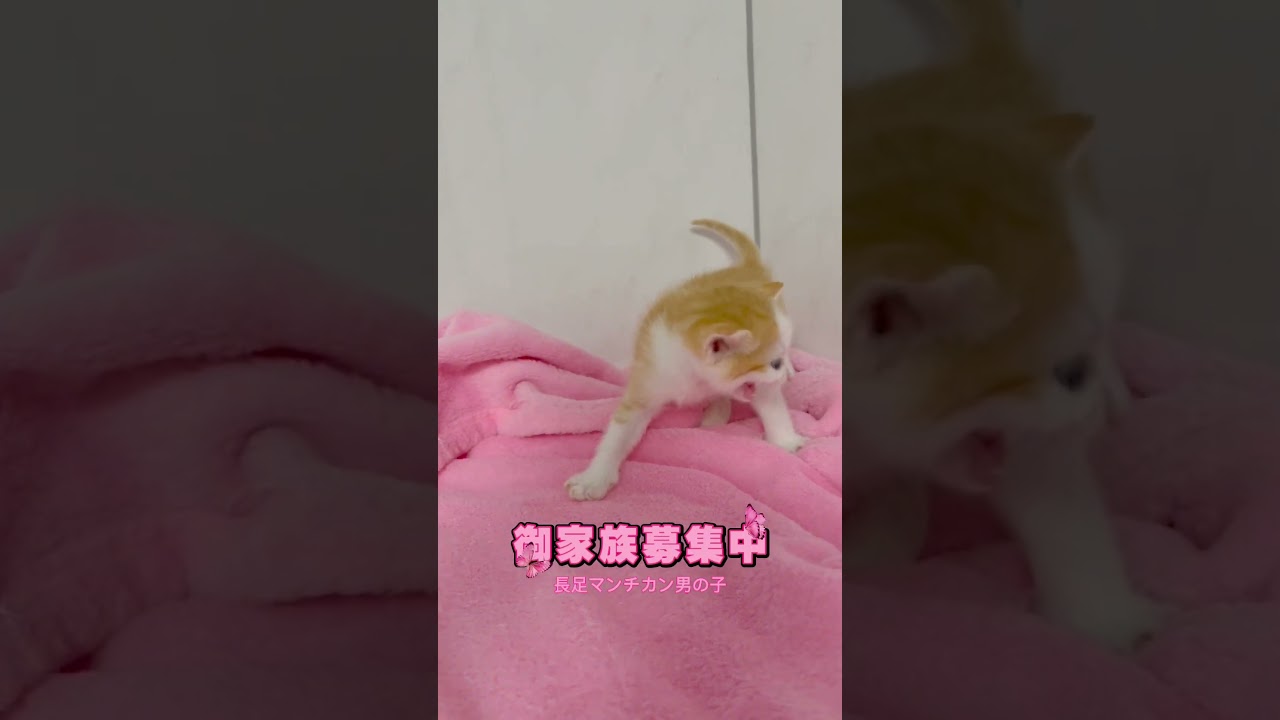 マンチカン長足男の子🩷 【お問合せ詳細は説明欄に記載あります】 #スクーカム #ブリーダー直販 #マンチカン #ミヌエット #ラパーマ #子猫 #子猫販売 #猫 #猫のいる暮らし #猫動画