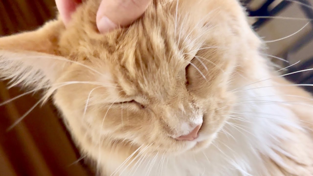 目覚まし猫　643日目　メインクーンのいる生活