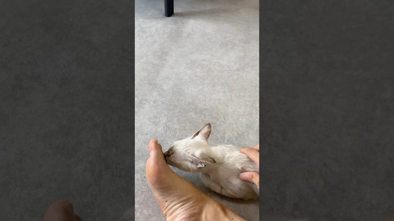 足にもすりすり　#元保護猫　#シャムトラ　#シャムミックス　#cat #猫耳 #kitten #シャムmix  #子猫 #猫耳