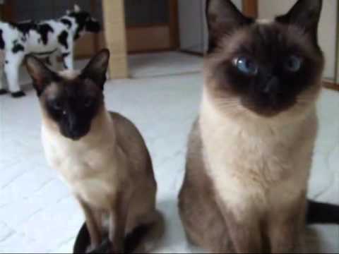 ファンヒーターの風でぼわ毛が揺れるシャム猫