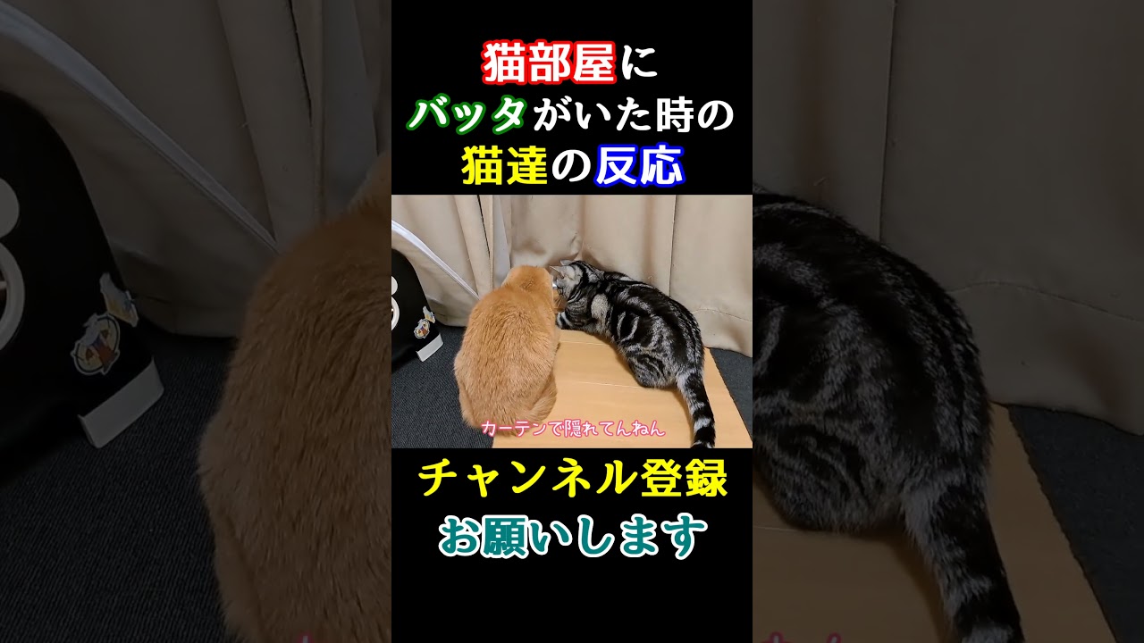 部屋にバッタがいたら駆除するのが家猫の使命【しゃべる猫】#Shorts #しゃべる猫 #ネコ #アメリカンショートヘア #先住猫と新入り子猫 #猫好きさんと繋がりたい #スコティッシュフィールド