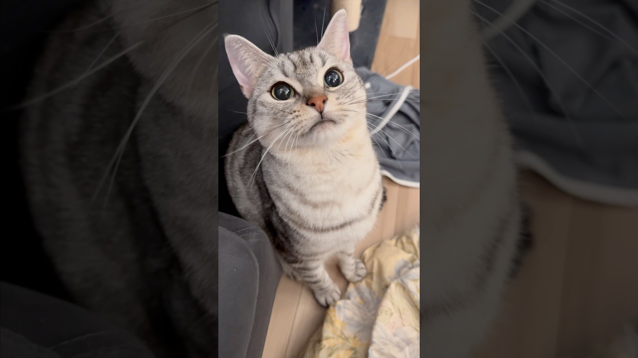 【猫動画】猫じゃらしに興奮しすぎて爆睡する猫www #shorts
