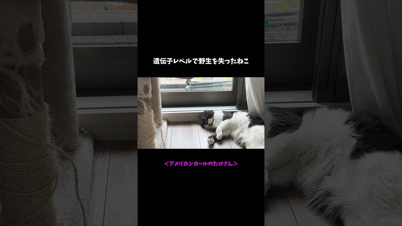 遺伝子レベルで野生を失った猫 #猫のいる暮らし