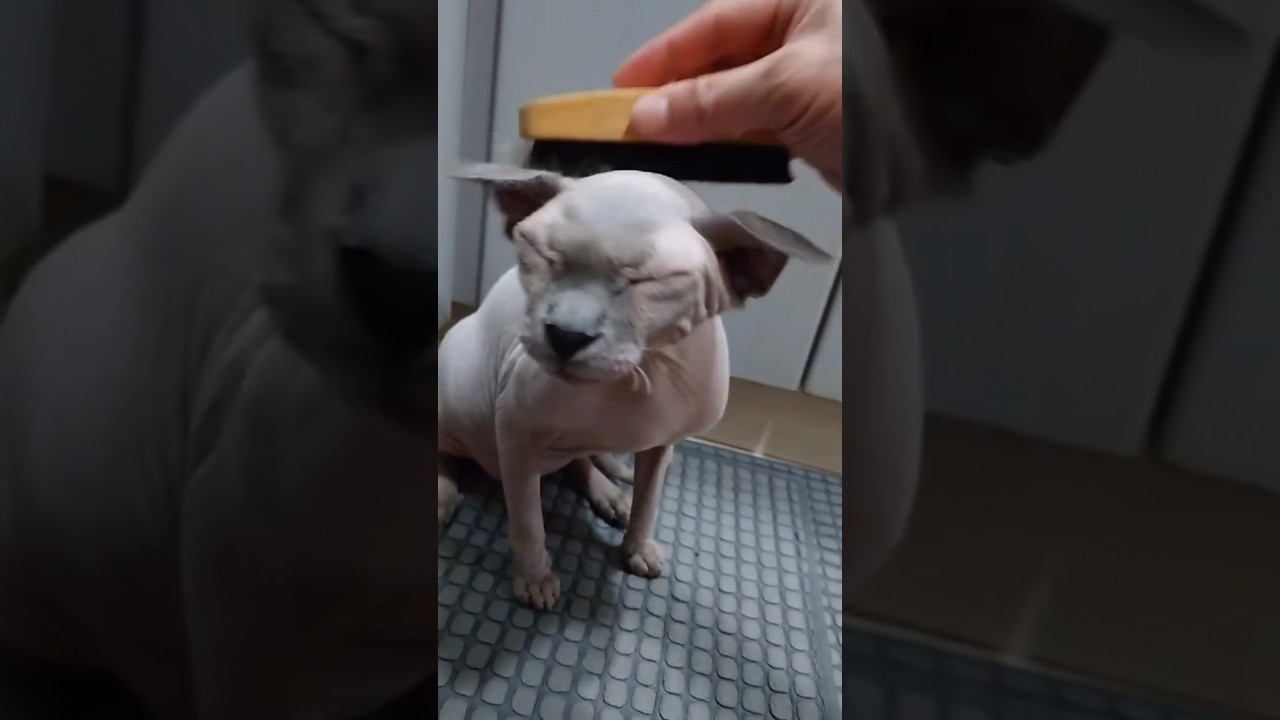 ブラッシングの気持ちよさに歓喜する毛のない猫【スフィンクス猫】