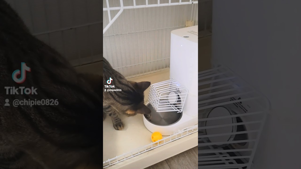 お腹いっぱい食べたいキジトラ #ソマリ #キジトラ #保護猫 #しぴこめ #しぴこめしゃんねる #ねこ #腎不全 #腎臓病 #尿路結石 #ソマリレッド #猫の暮らし #shorts