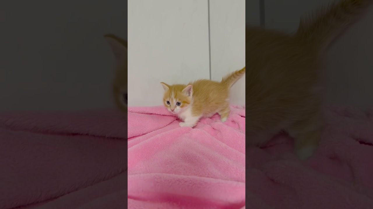 マンチカン短足女の子🩷 【お問合せ詳細は説明欄に記載あります】 #スクーカム #ブリーダー直販 #マンチカン #ミヌエット #ラパーマ #子猫 #子猫販売 #猫 #猫のいる暮らし #猫動画