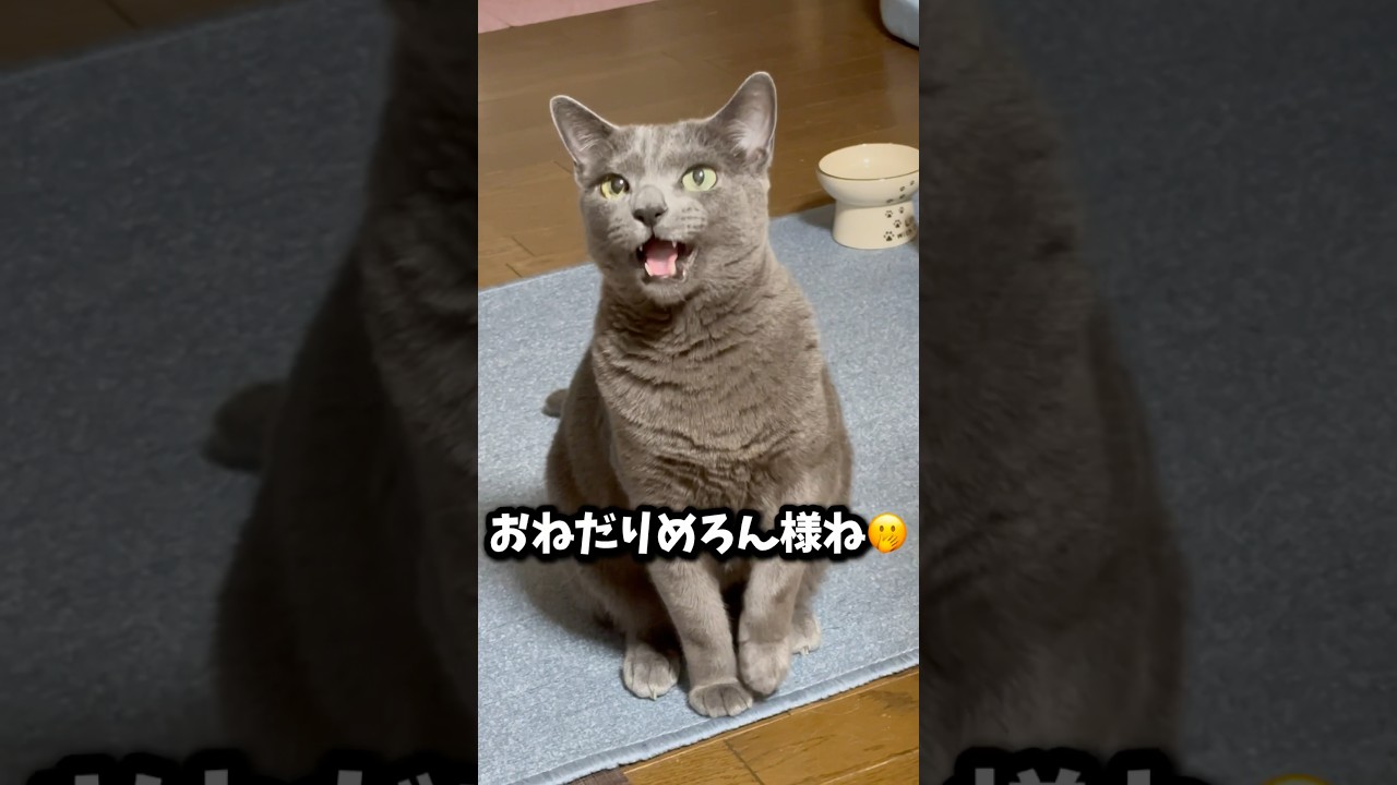 【ロシアンブルー】めろん〜夕方のおねだりね🤭【猫】#shorts