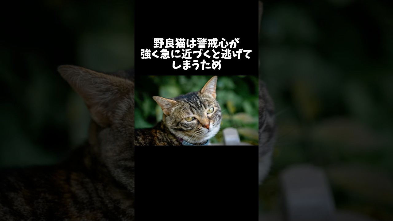 98%の人が絶対に知らない猫に関する雑学・豆知識Part76