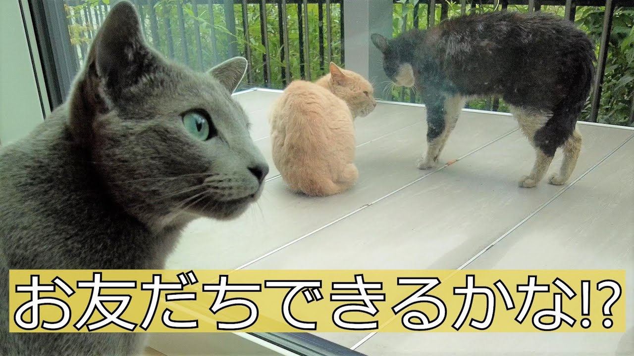 【室内飼い猫の現実】【ロシアンブルー×トンキニーズ】外の世界とのギャップ（＃49）